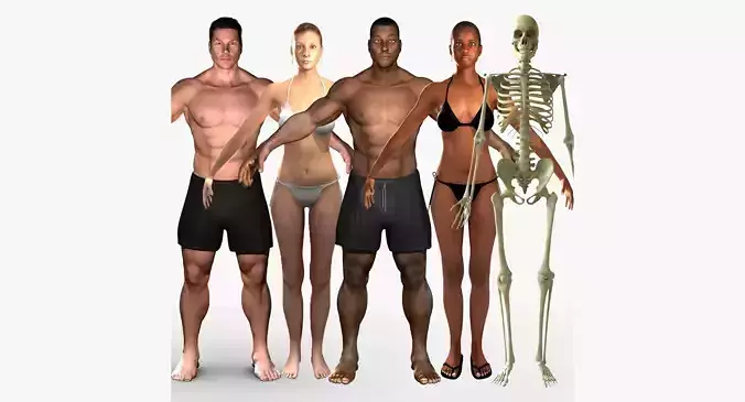 Full Human Body With Skeleton Collection Rigged