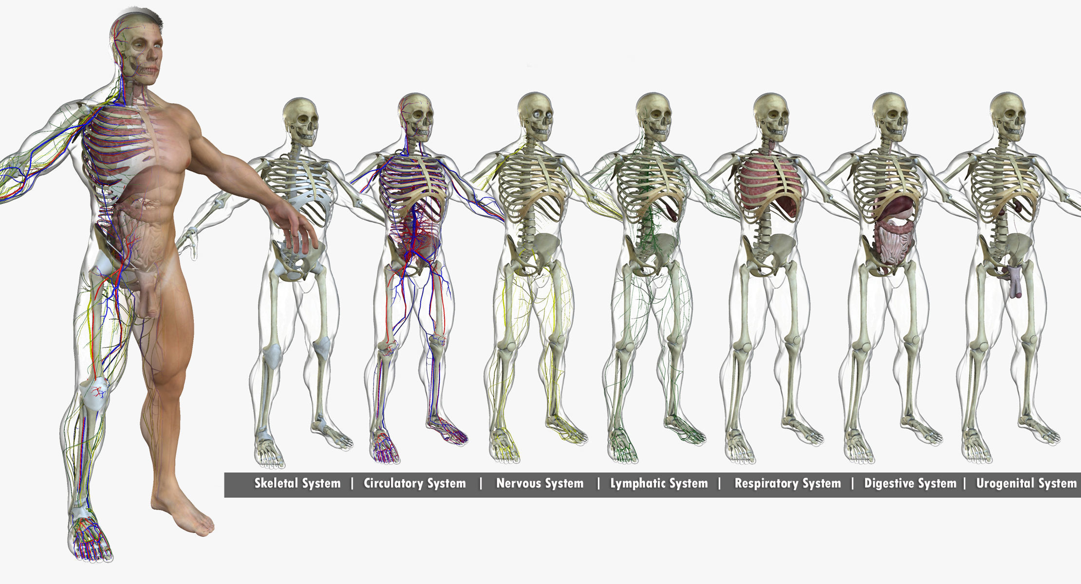 Ultimate Full Body Anatomy Collection 3D model_3