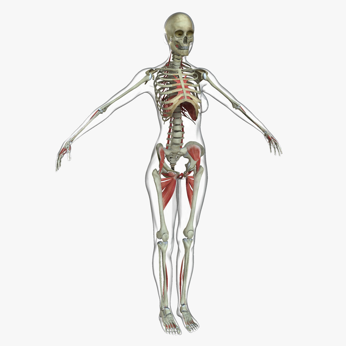 Ultimate Full Body Anatomy Collection 3D model_45