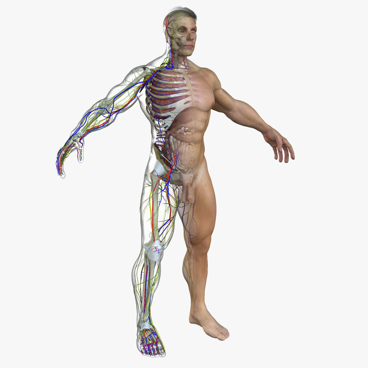 Ultimate Full Body Anatomy Collection 3D model_51