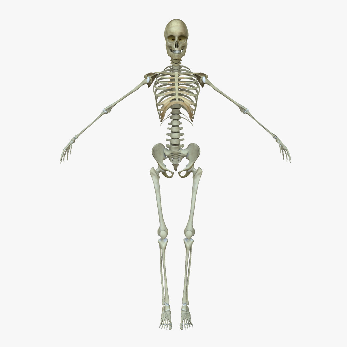 Ultimate Full Body Anatomy Collection 3D model_33
