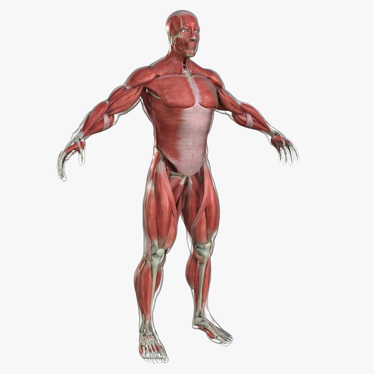 Ultimate Full Body Anatomy Collection 3D model_26