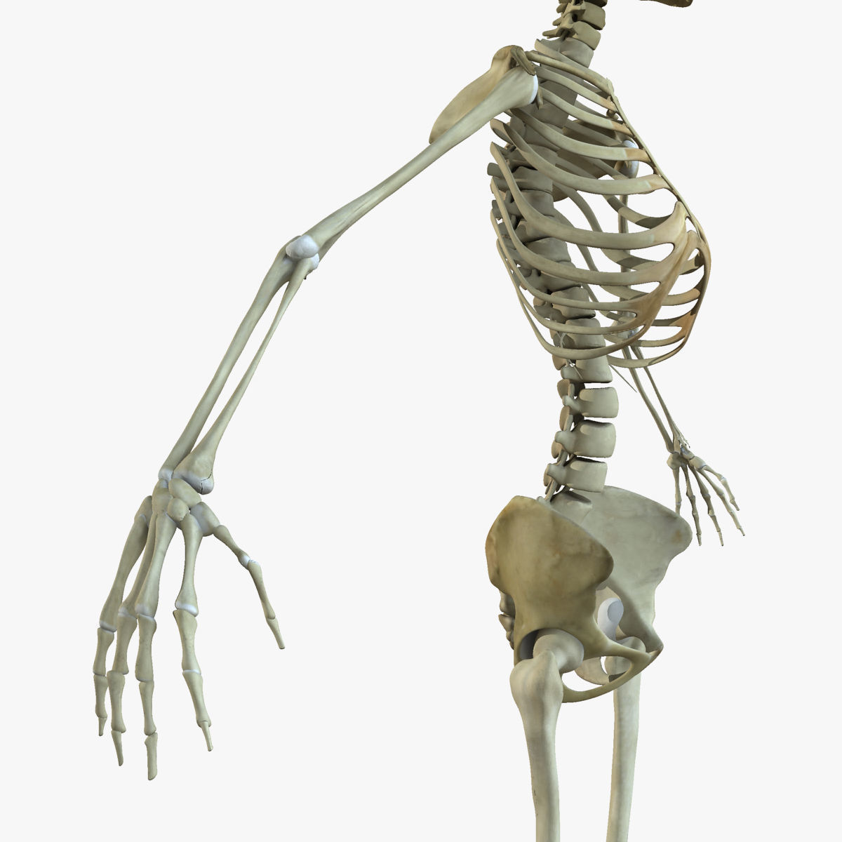 Ultimate Full Body Anatomy Collection 3D model_35