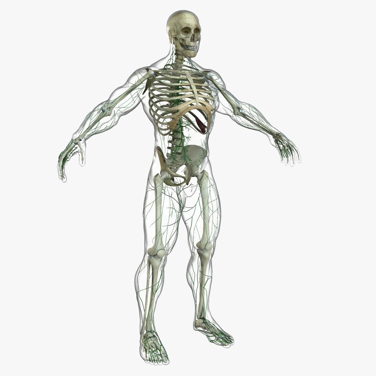 Ultimate Full Body Anatomy Collection 3D model_72