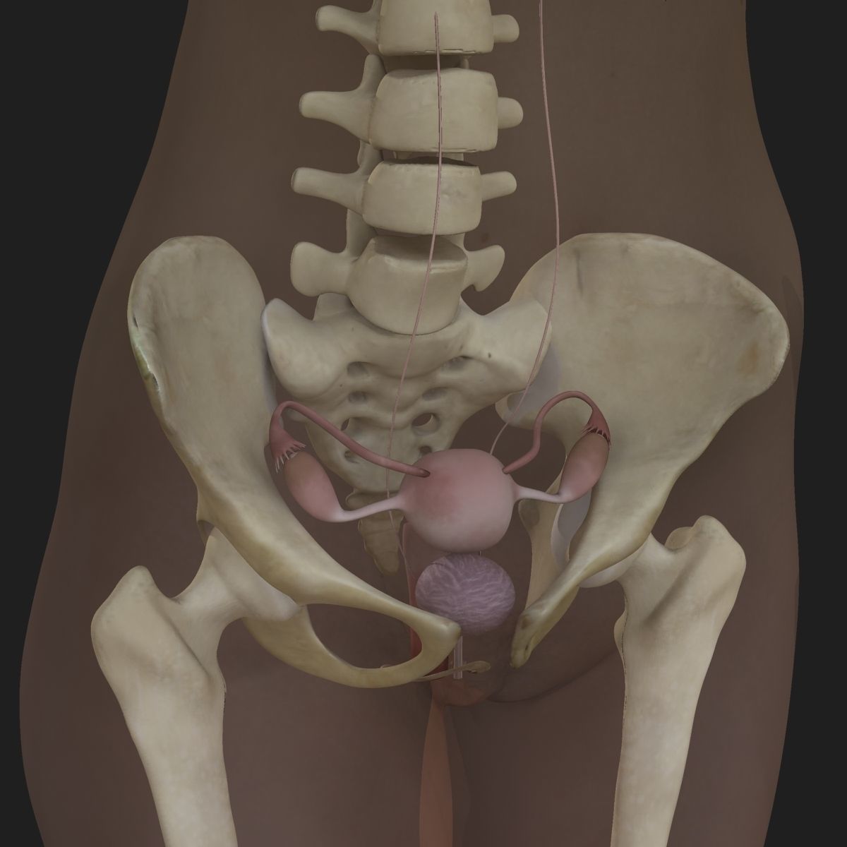 Ultimate Full Body Anatomy Collection 3D model_86