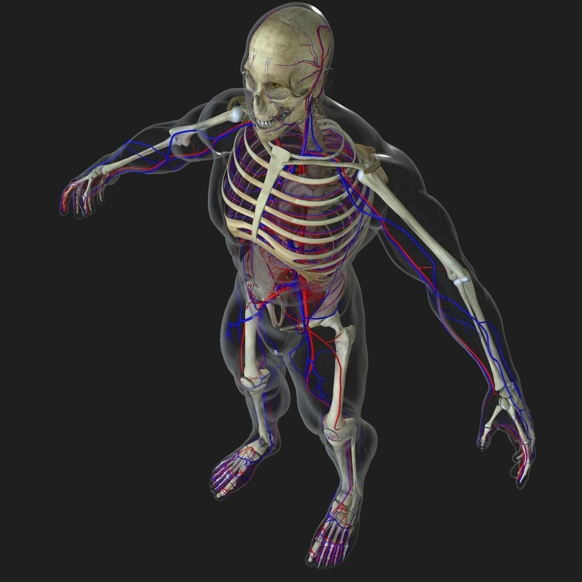 Ultimate Full Body Anatomy Collection 3D model_49