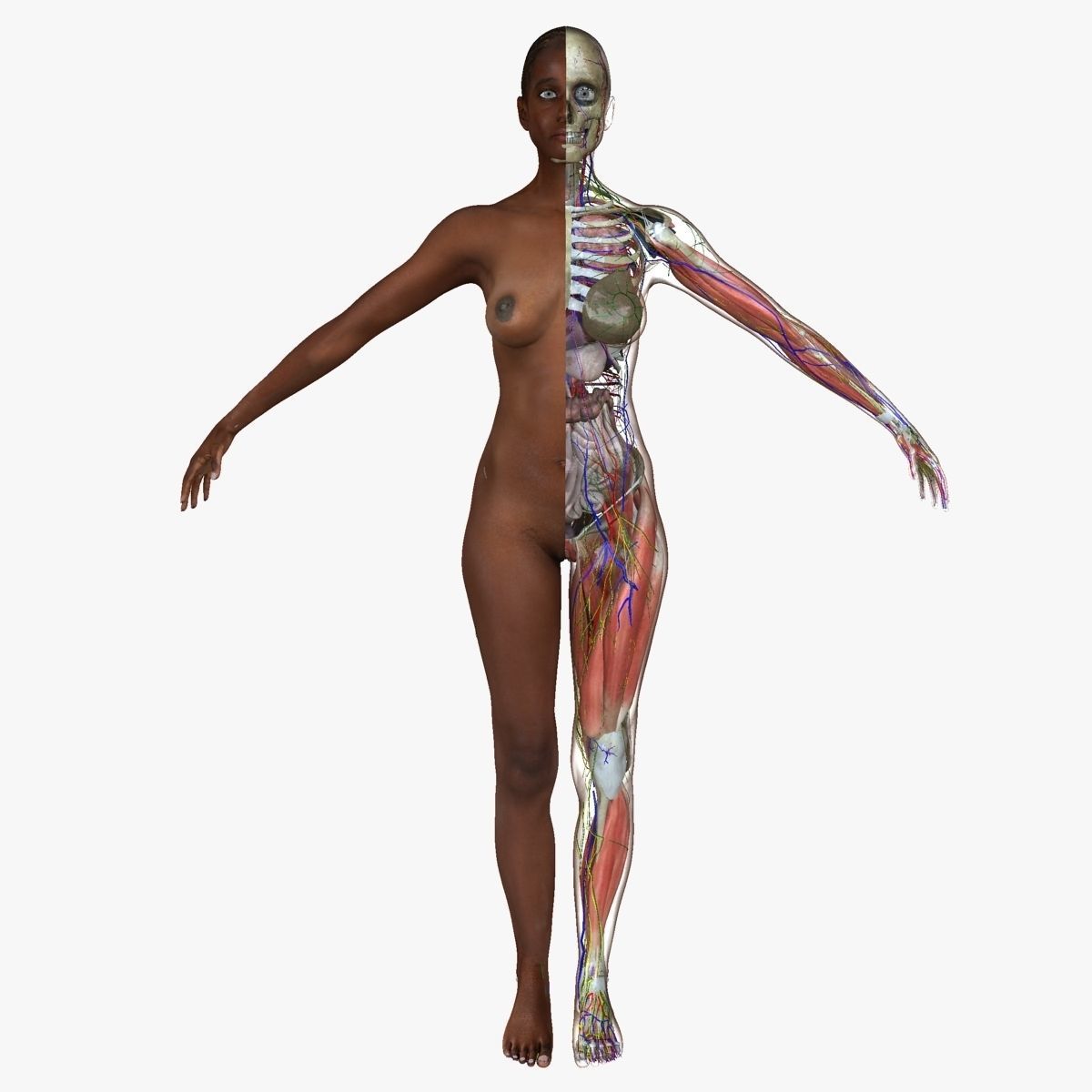 Ultimate Full Body Anatomy Collection 3D model_18
