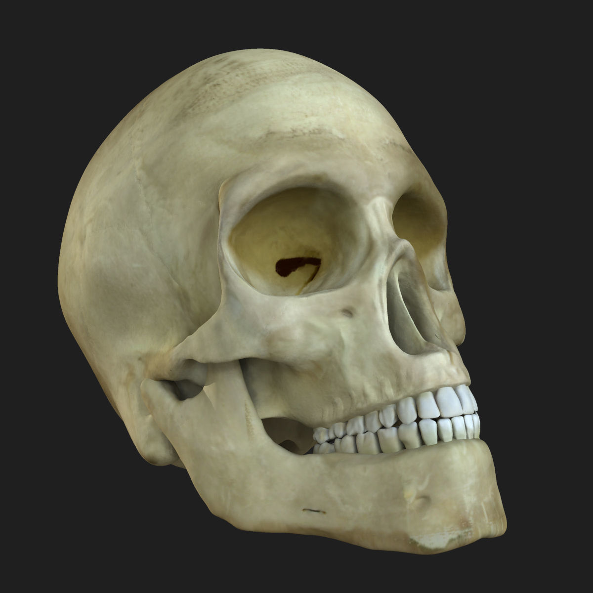 Ultimate Full Body Anatomy Collection 3D model_37