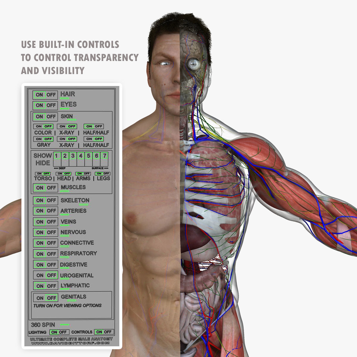 Ultimate Full Body Anatomy Collection 3D model_15