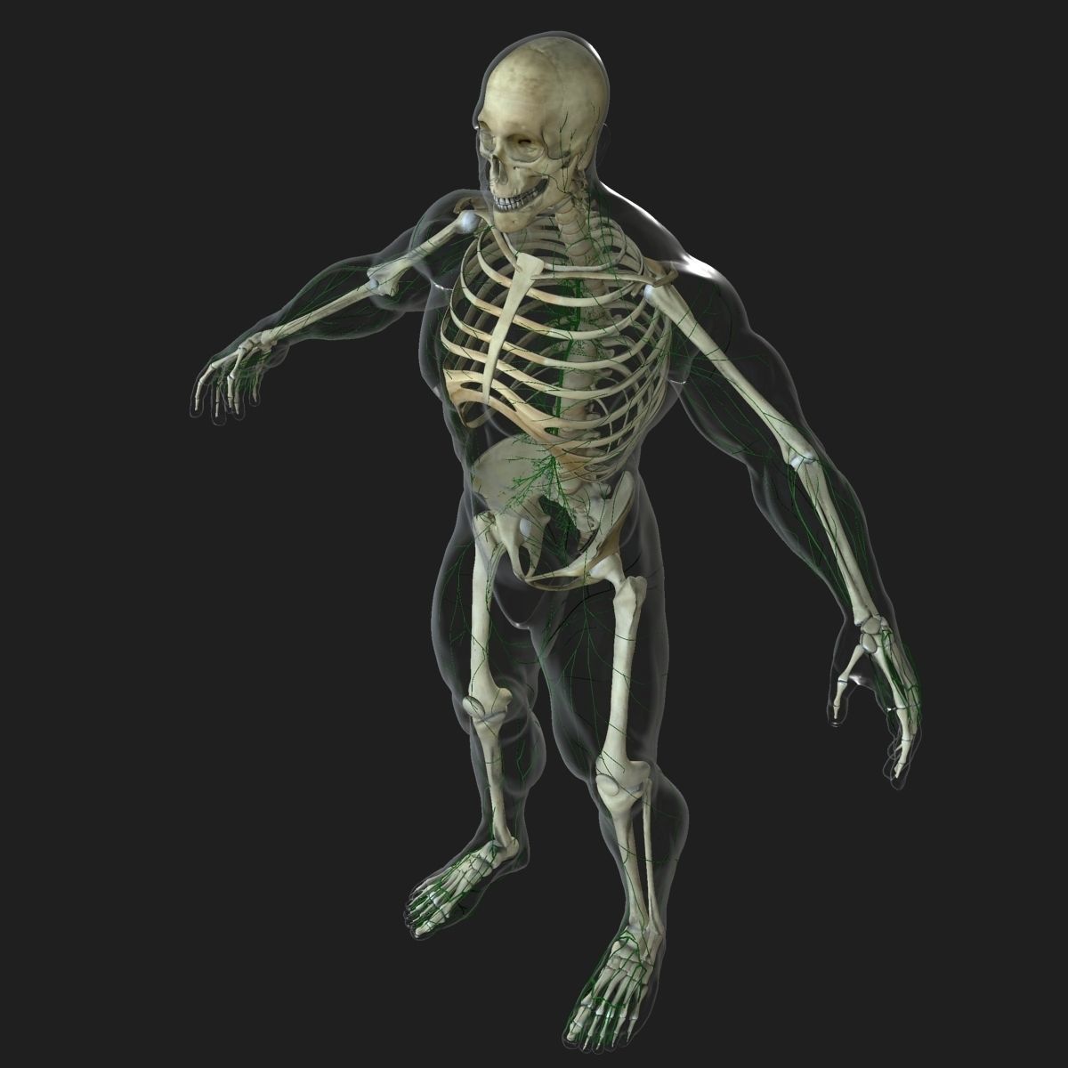 Ultimate Full Body Anatomy Collection 3D model_56