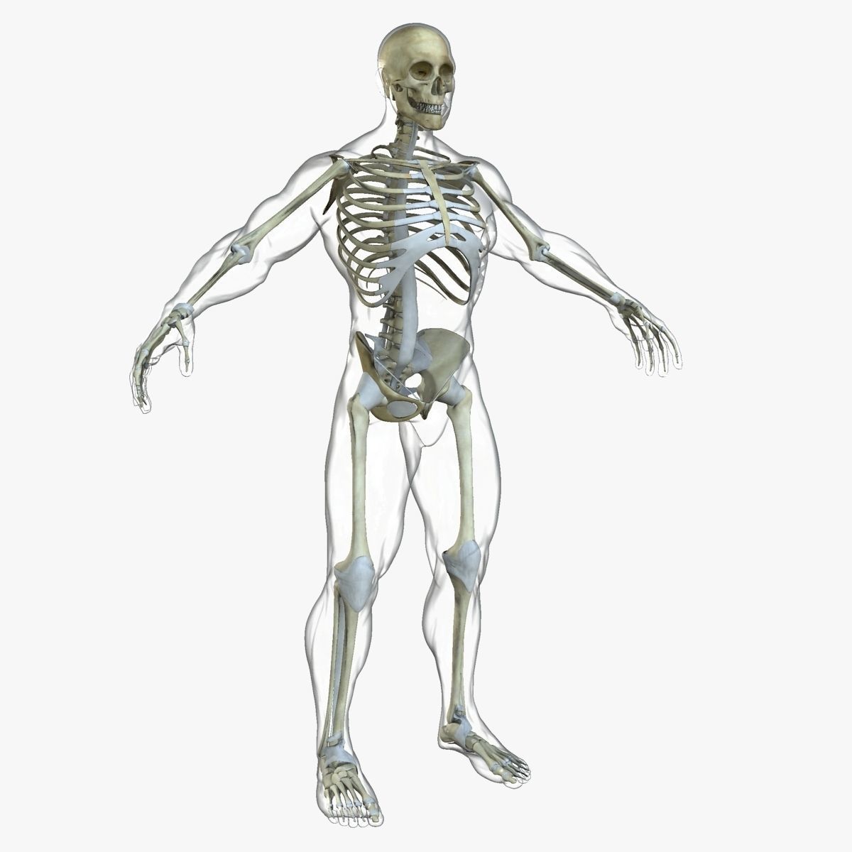 Ultimate Full Body Anatomy Collection 3D model_70
