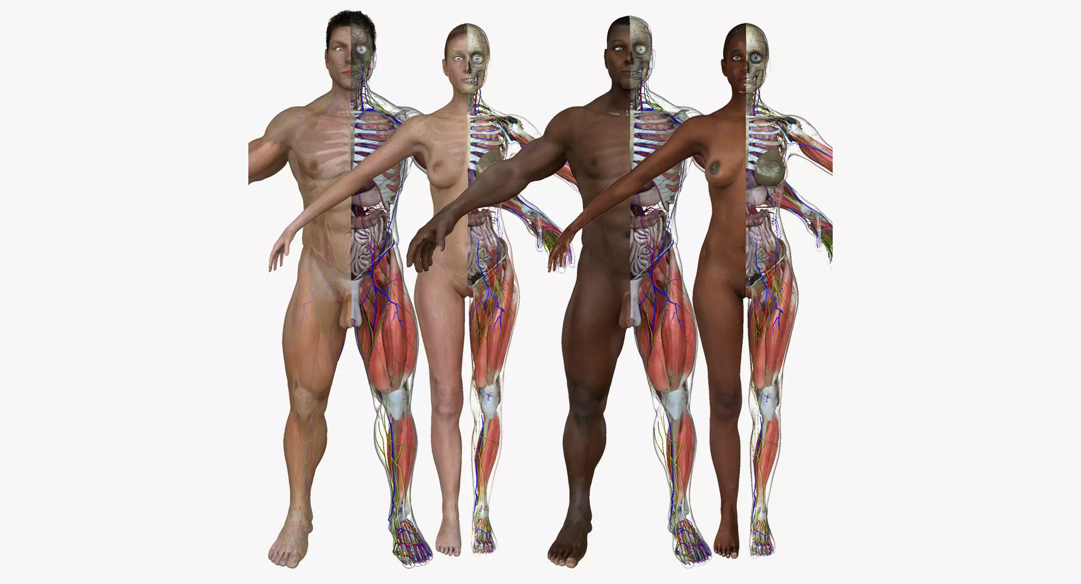 Ultimate Full Body Anatomy Collection 3D model_0