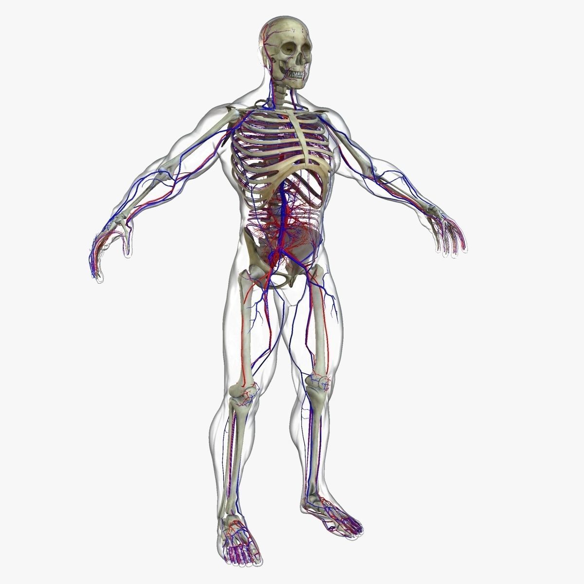 Ultimate Full Body Anatomy Collection 3D model_71