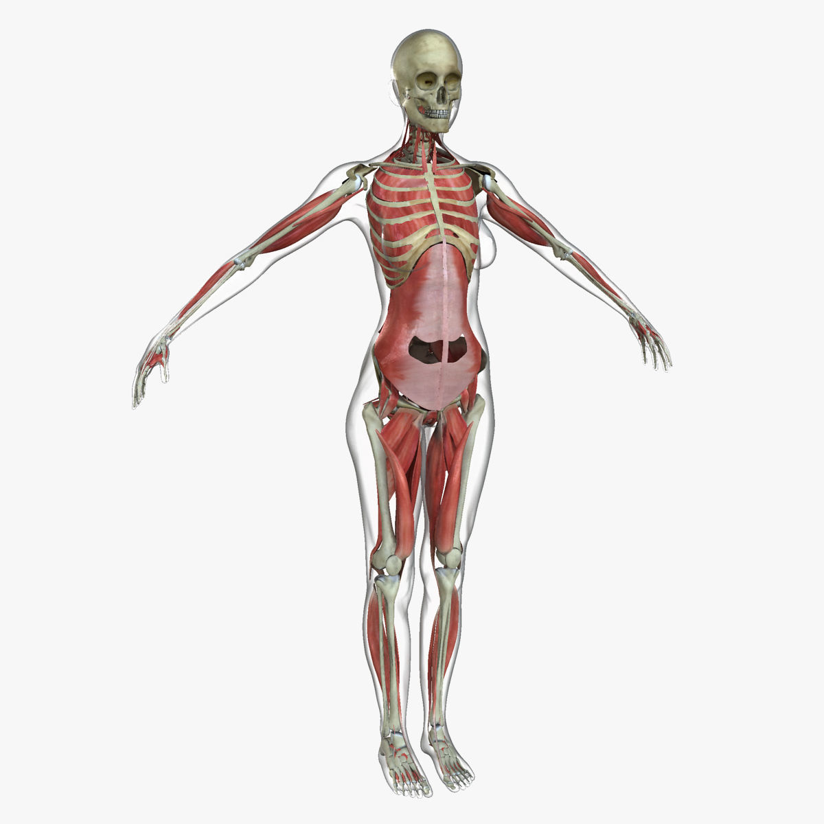 Ultimate Full Body Anatomy Collection 3D model_47
