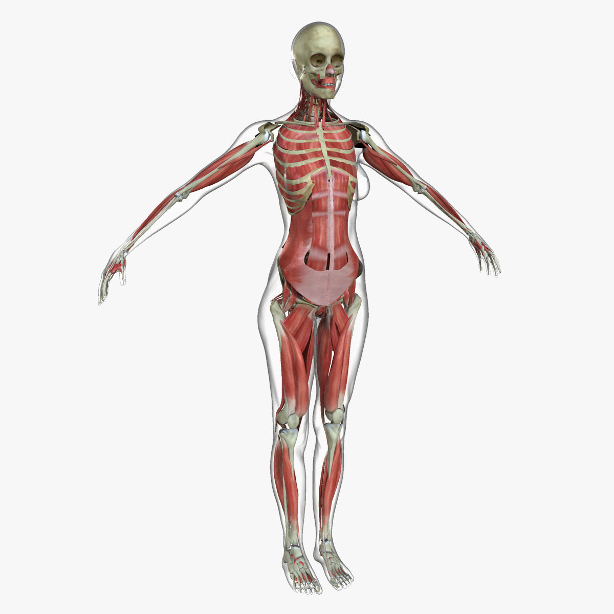 Ultimate Full Body Anatomy Collection 3D model_28