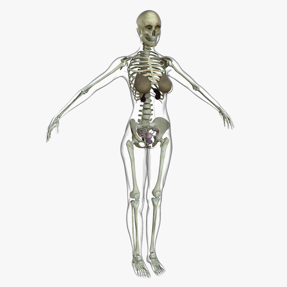 Ultimate Full Body Anatomy Collection 3D model_43