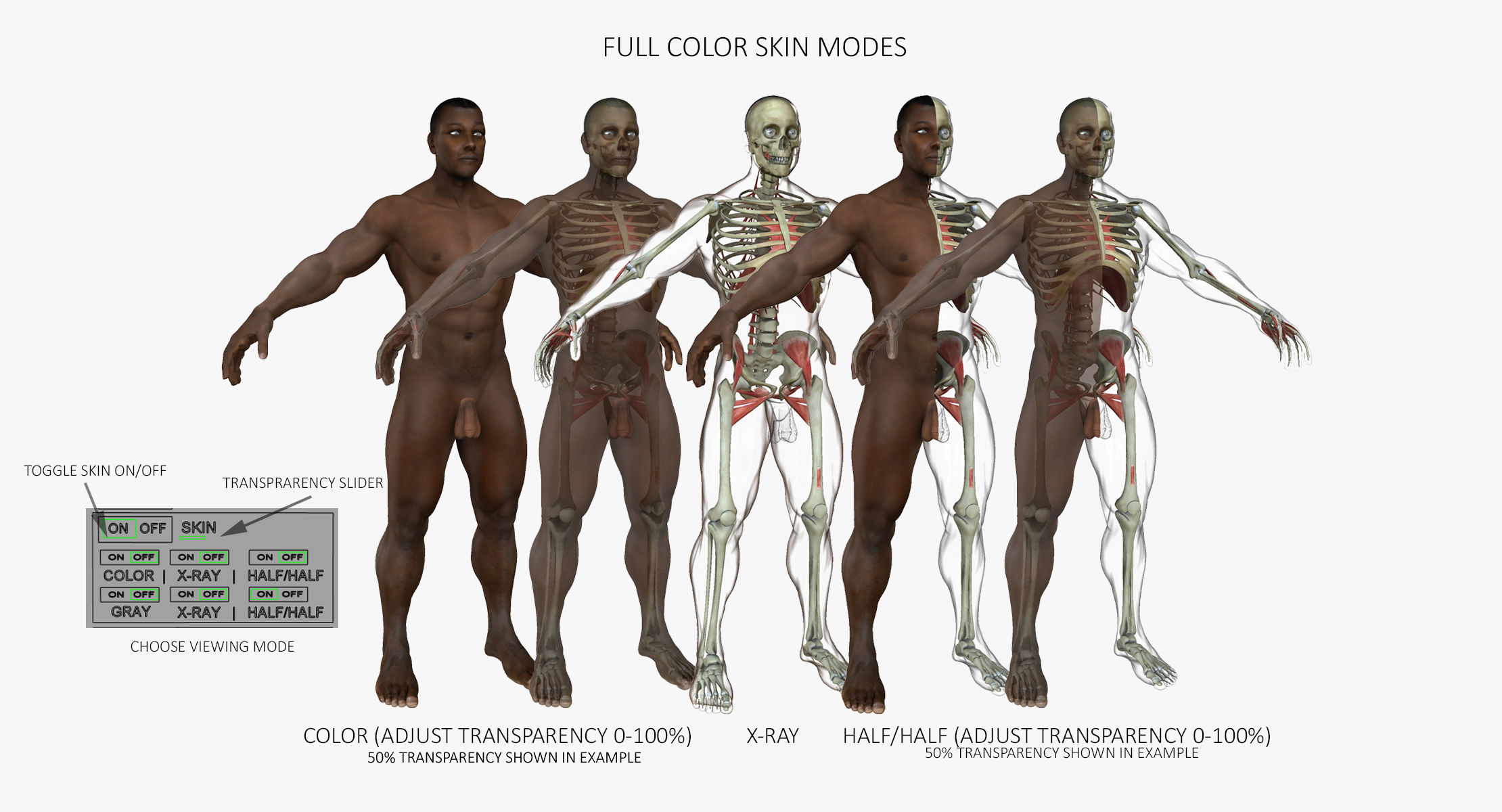 Ultimate Full Body Anatomy Collection 3D model_9