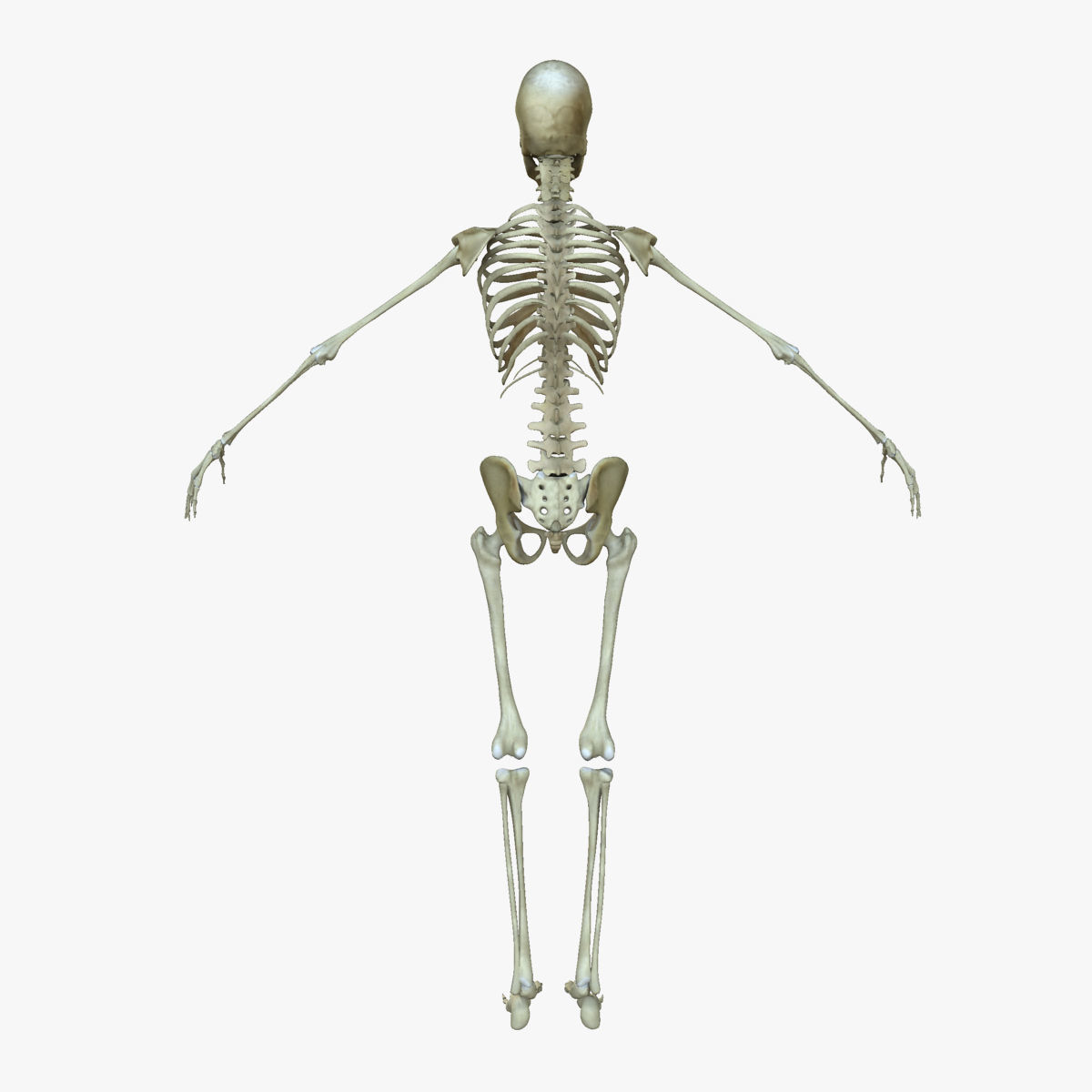 Ultimate Full Body Anatomy Collection 3D model_34
