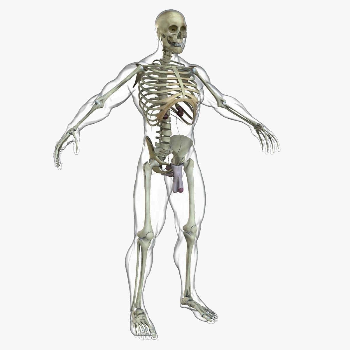 Ultimate Full Body Anatomy Collection 3D model_25