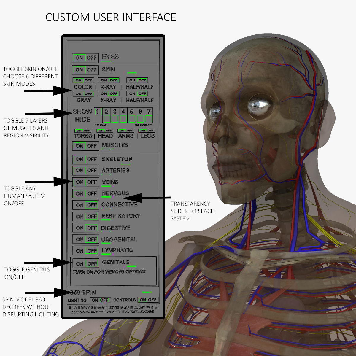 Ultimate Full Body Anatomy Collection 3D model_17