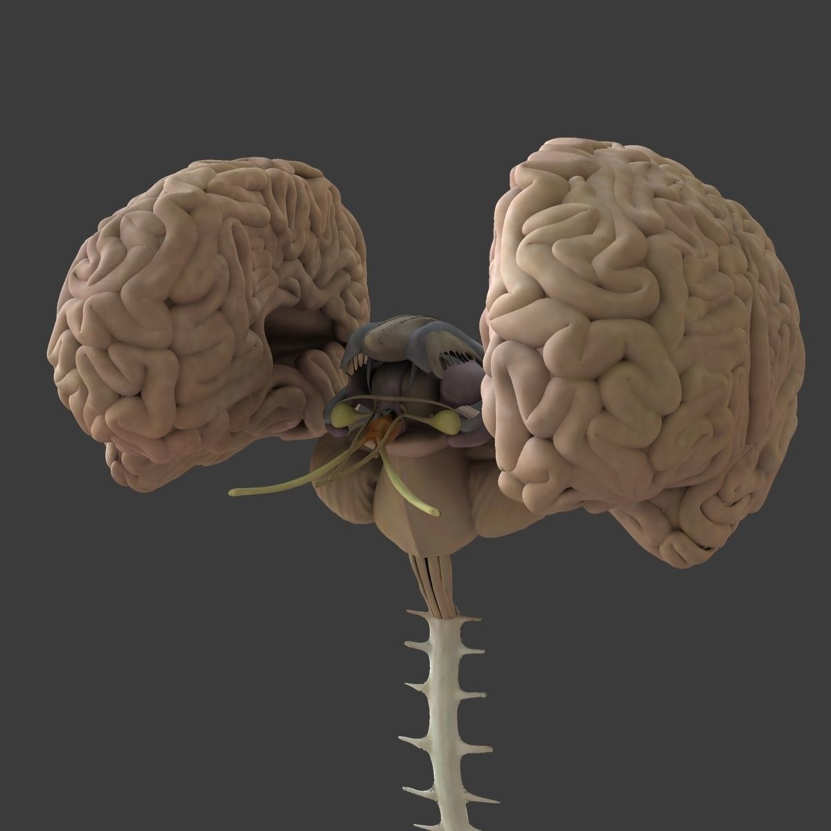 Ultimate Full Body Anatomy Collection 3D model_83