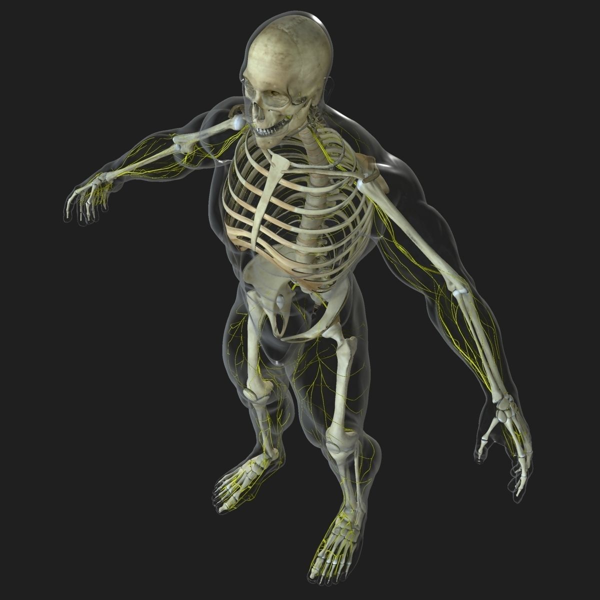Ultimate Full Body Anatomy Collection 3D model_53