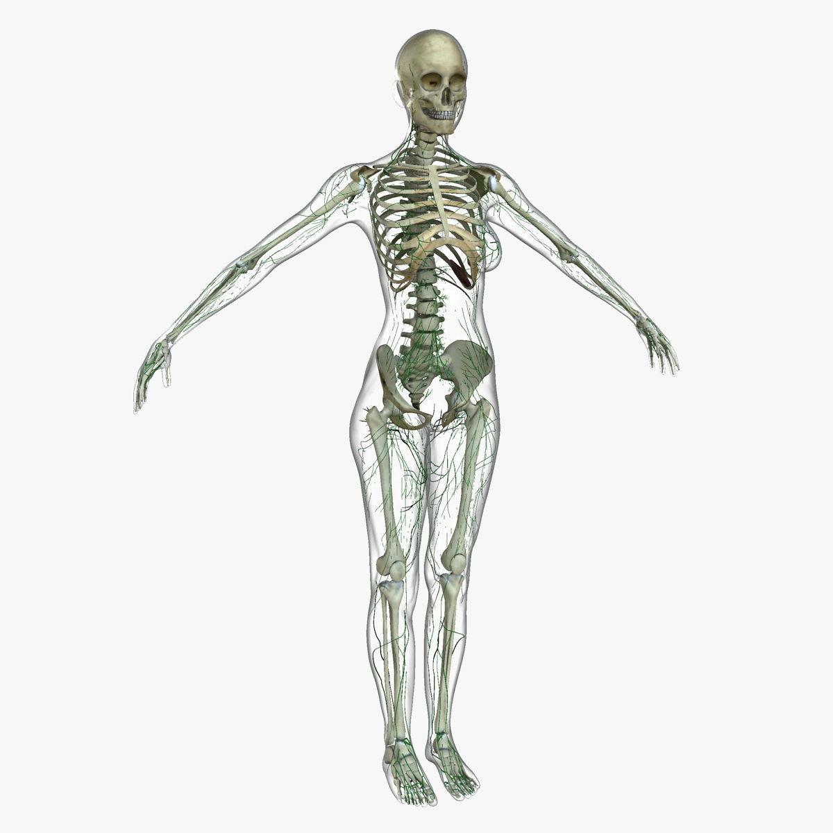 Ultimate Full Body Anatomy Collection 3D model_38