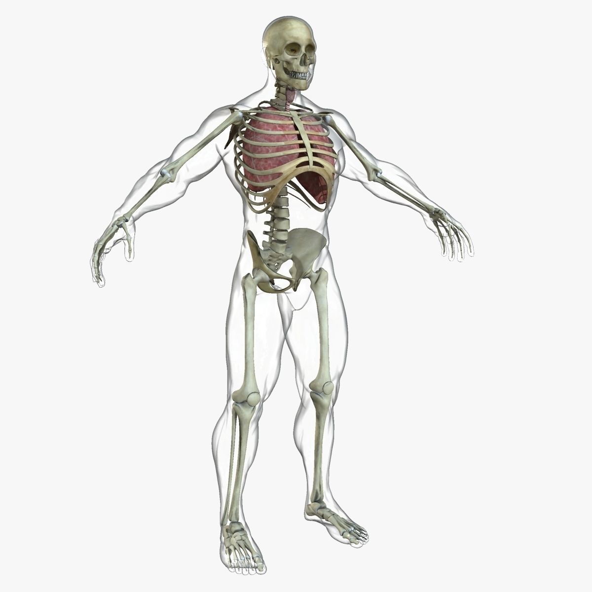 Ultimate Full Body Anatomy Collection 3D model_23