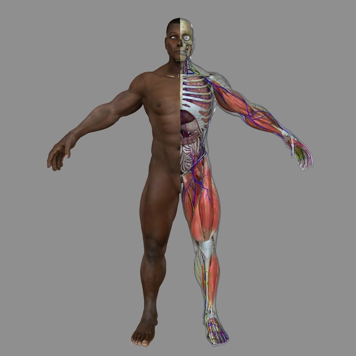 Ultimate Full Body Anatomy Collection 3D model_20