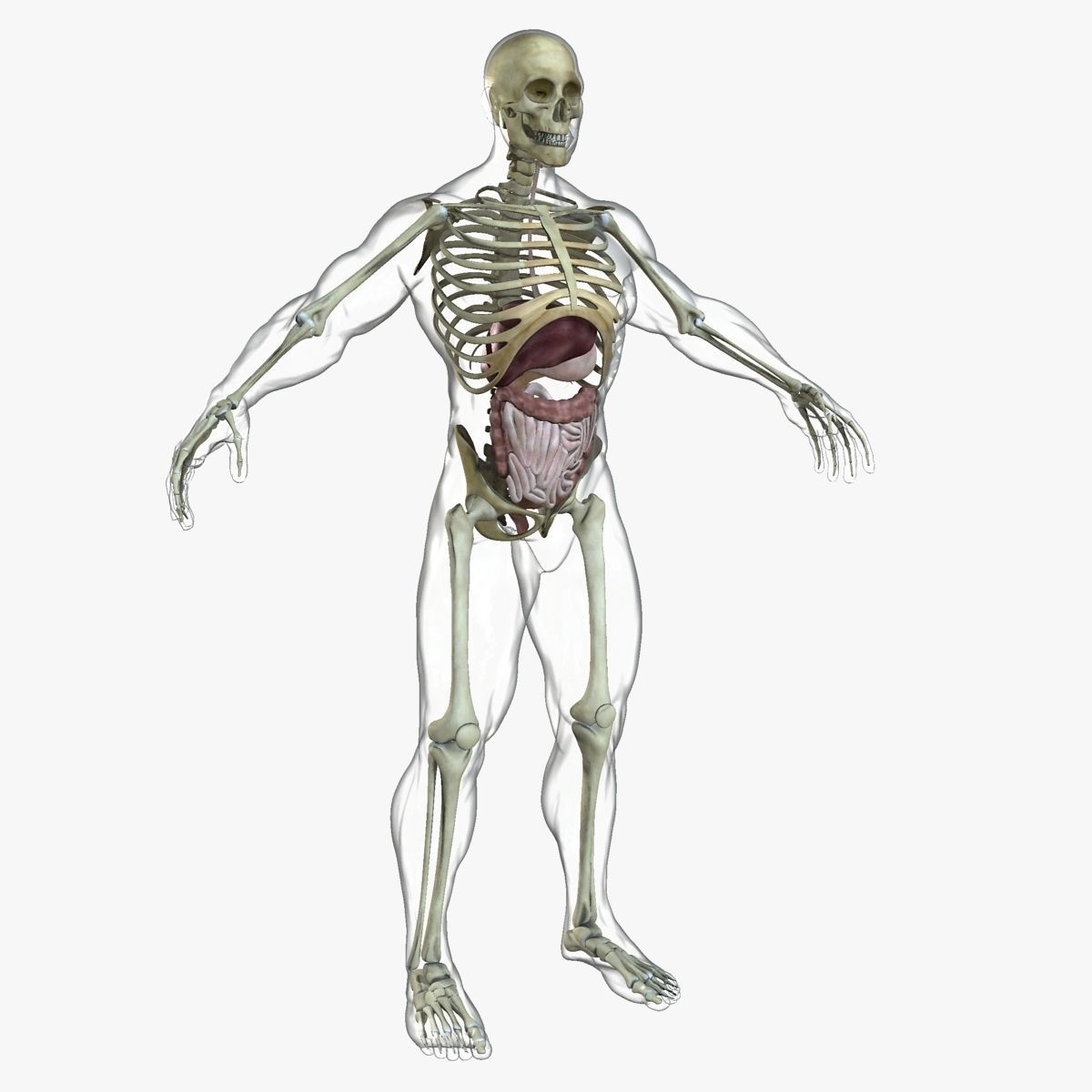 Ultimate Full Body Anatomy Collection 3D model_24