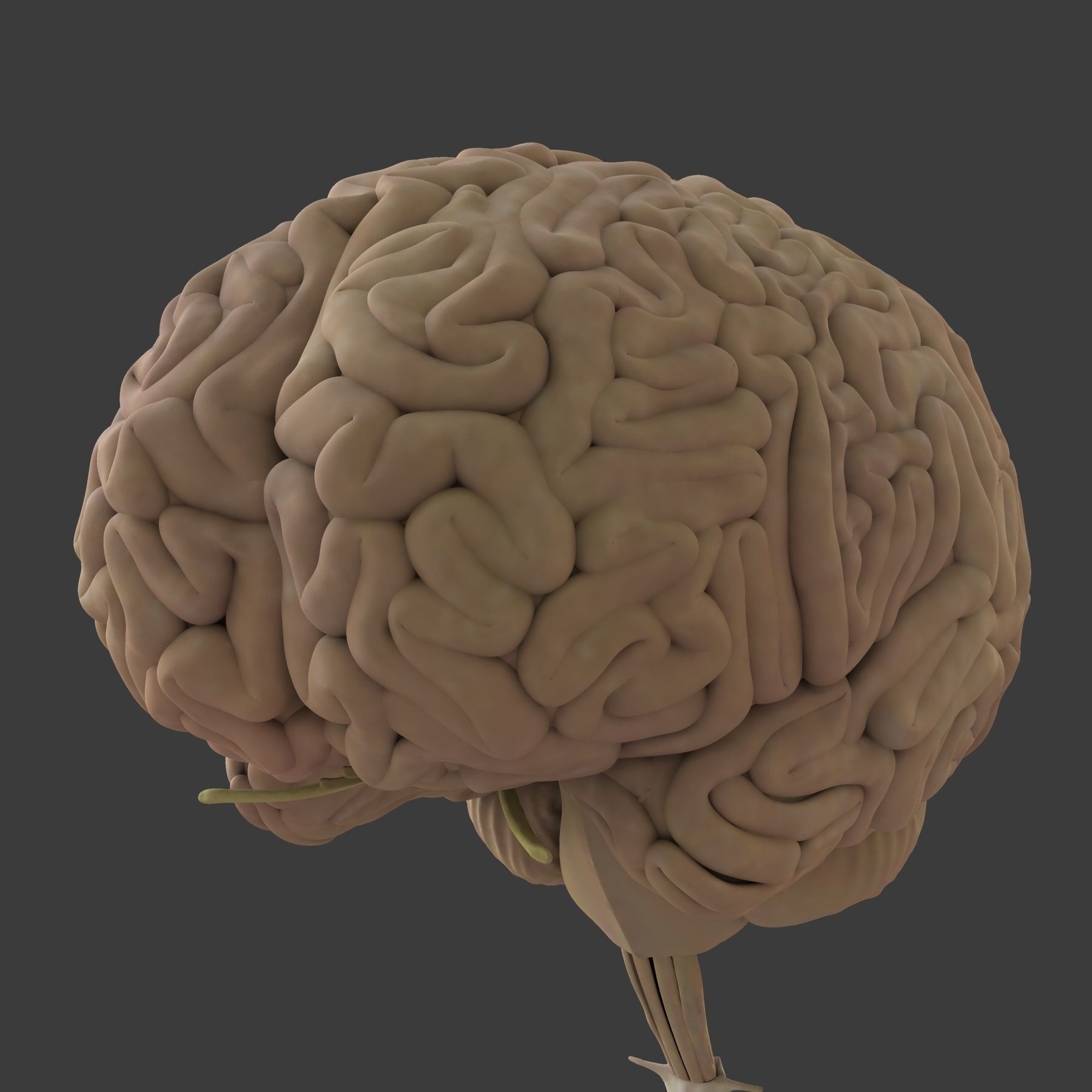 Ultimate Full Body Anatomy Collection 3D model_82