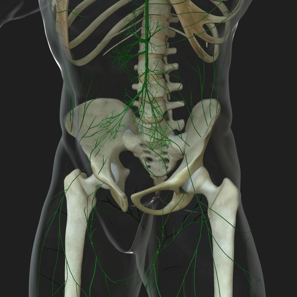 Ultimate Full Body Anatomy Collection 3D model_55