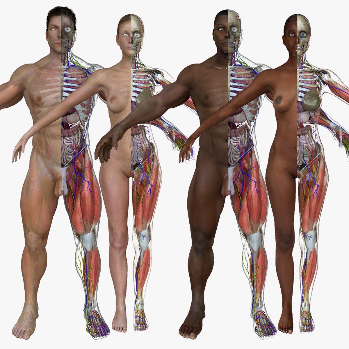 Ultimate Full Body Anatomy Collection 3D model_2