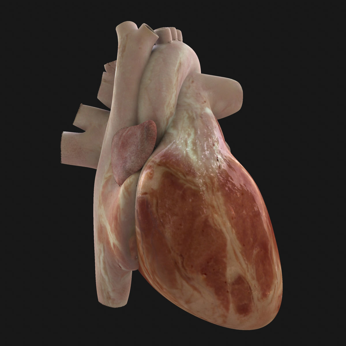 Ultimate Full Body Anatomy Collection 3D model_80