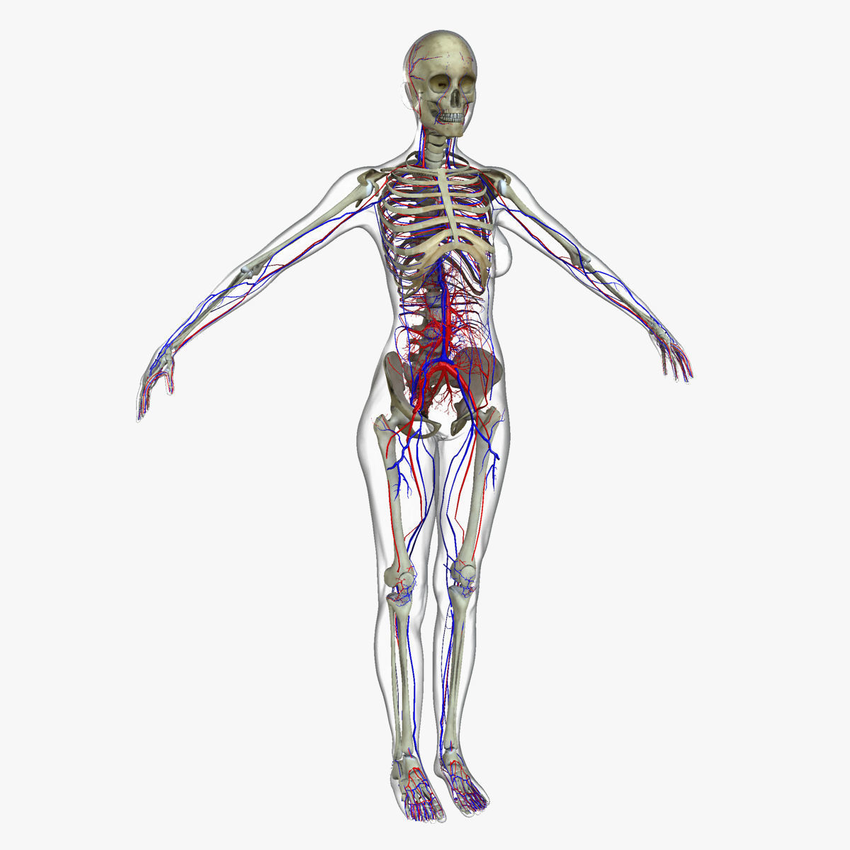 Ultimate Full Body Anatomy Collection 3D model_44