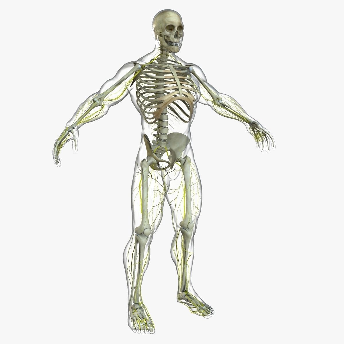 Ultimate Full Body Anatomy Collection 3D model_22