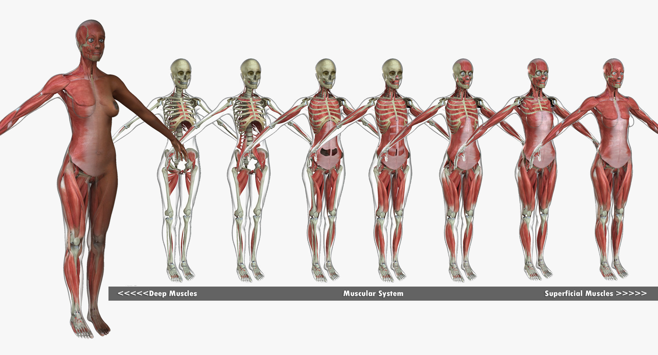 Ultimate Full Body Anatomy Collection 3D model_13