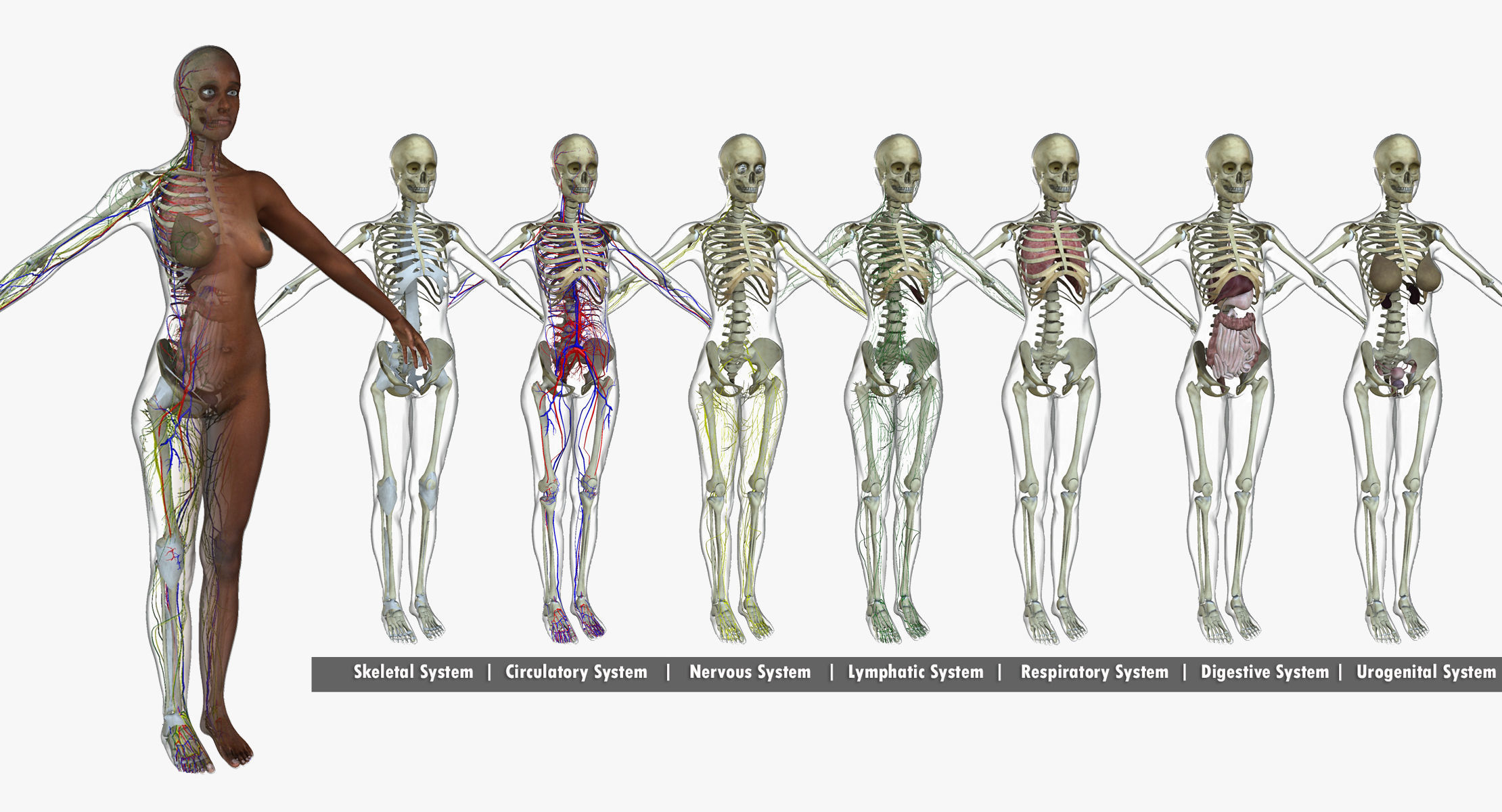 Ultimate Full Body Anatomy Collection 3D model_10