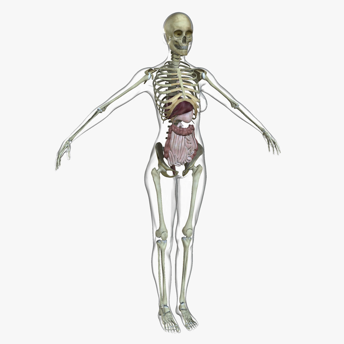 Ultimate Full Body Anatomy Collection 3D model_40