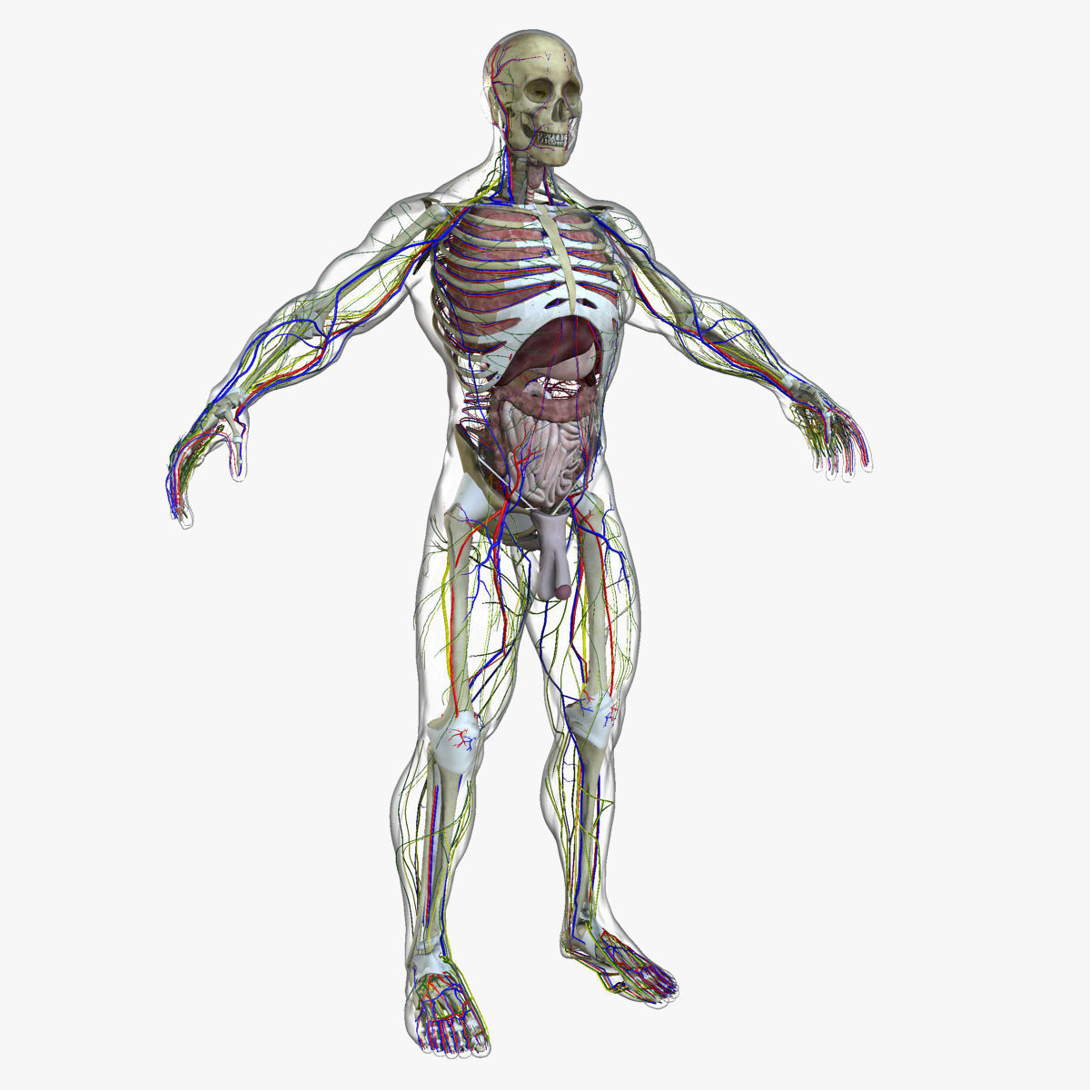 Ultimate Full Body Anatomy Collection 3D model_58