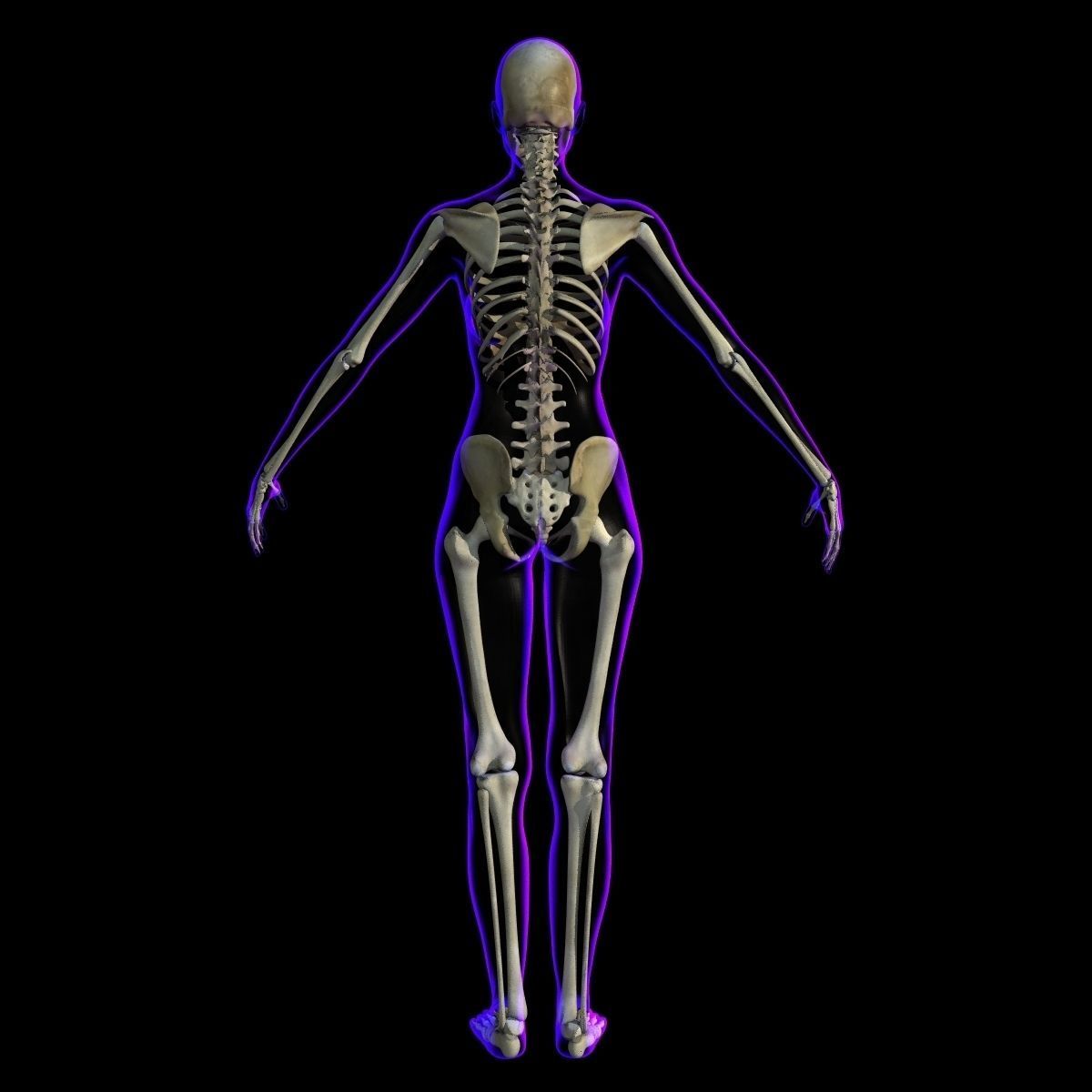 Full Female Body X-Ray With Skeleton 3D model_10