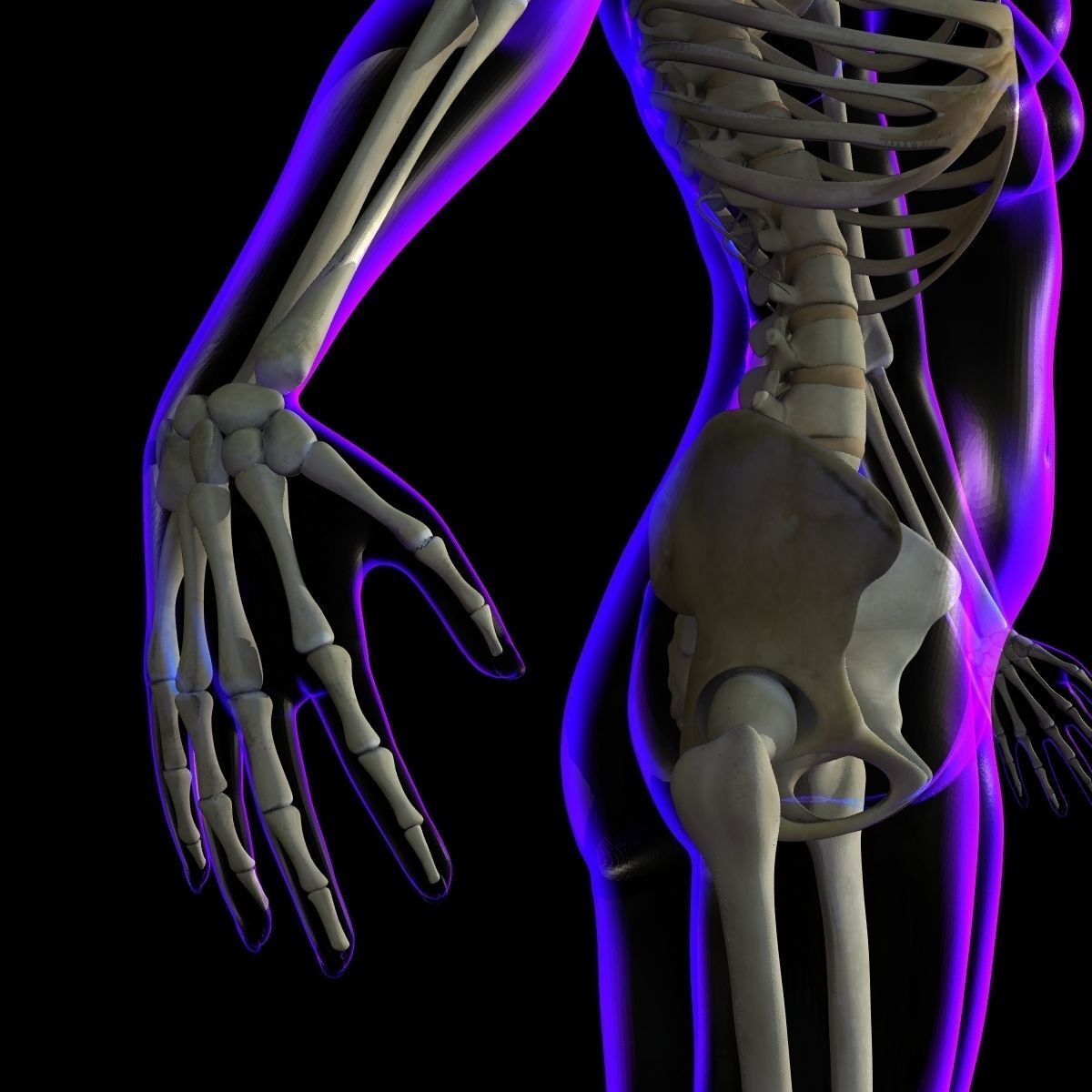 Full Female Body X-Ray With Skeleton 3D model_14