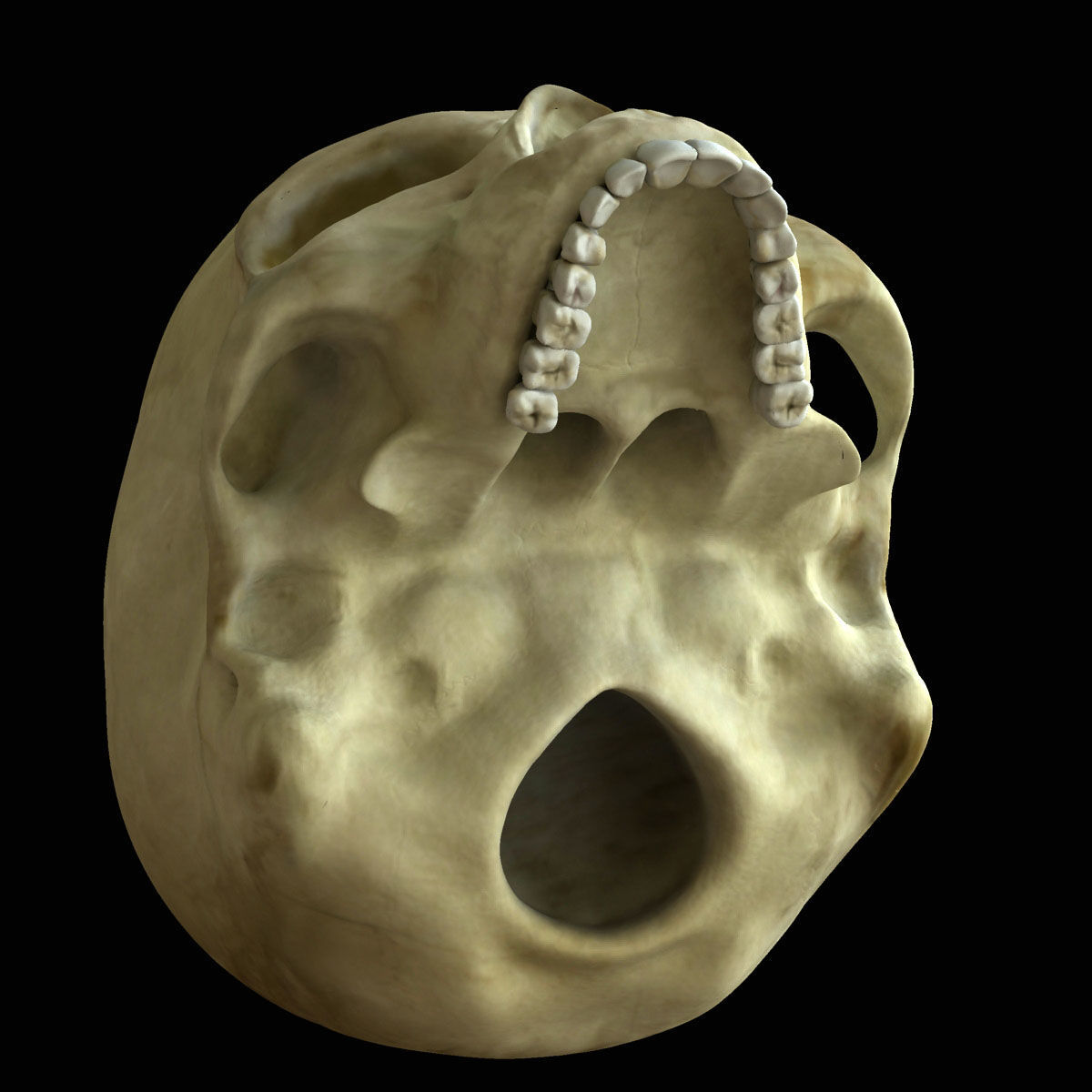 Full Female Body X-Ray With Skeleton 3D model_21