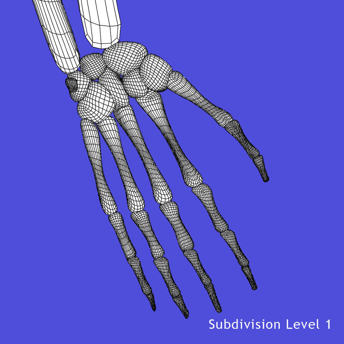 Full Female Body X-Ray With Skeleton 3D model_31