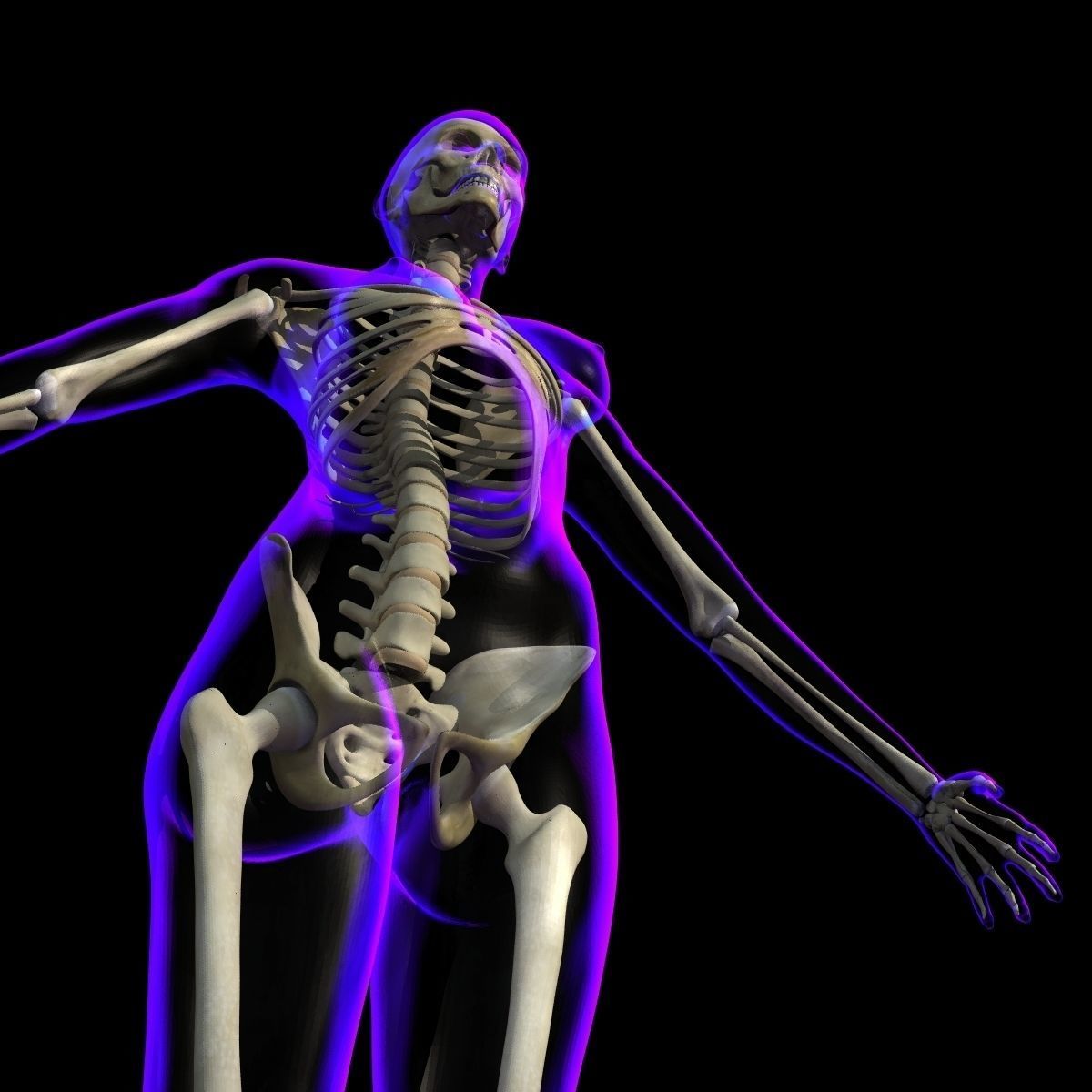 Full Female Body X-Ray With Skeleton 3D model_13