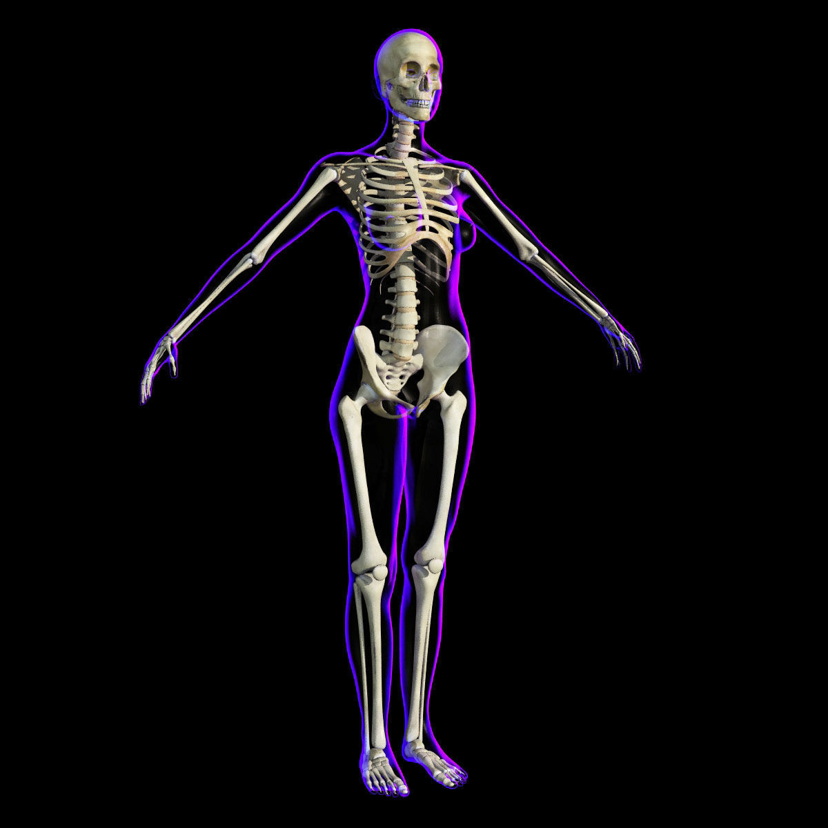 Full Female Body X-Ray With Skeleton 3D model_9
