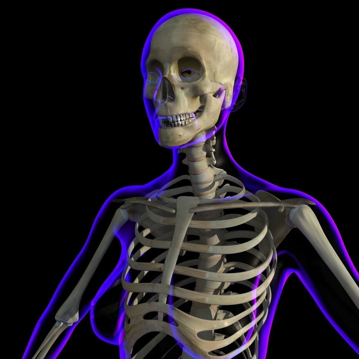 Full Female Body X-Ray With Skeleton 3D model_11