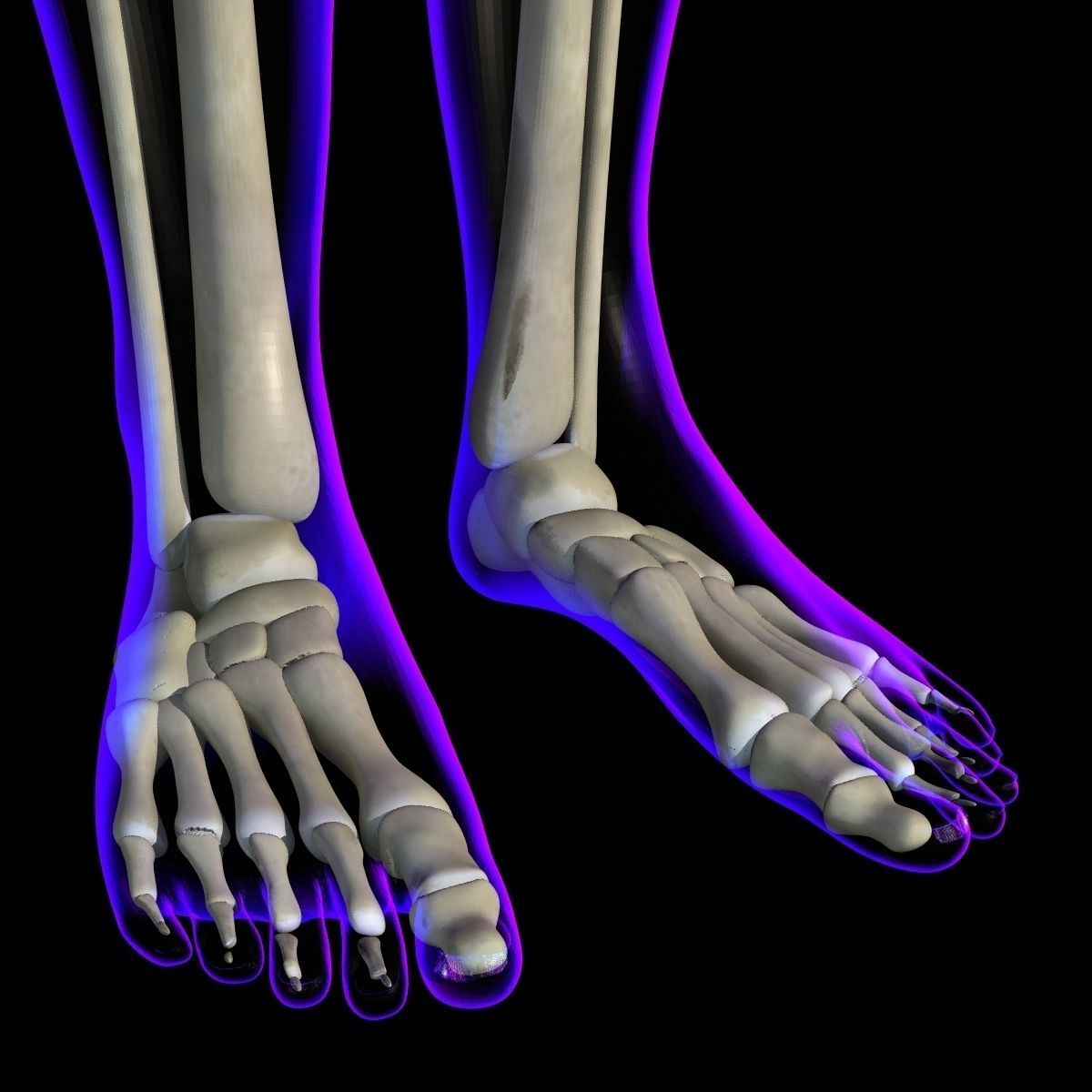 Full Female Body X-Ray With Skeleton 3D model_12