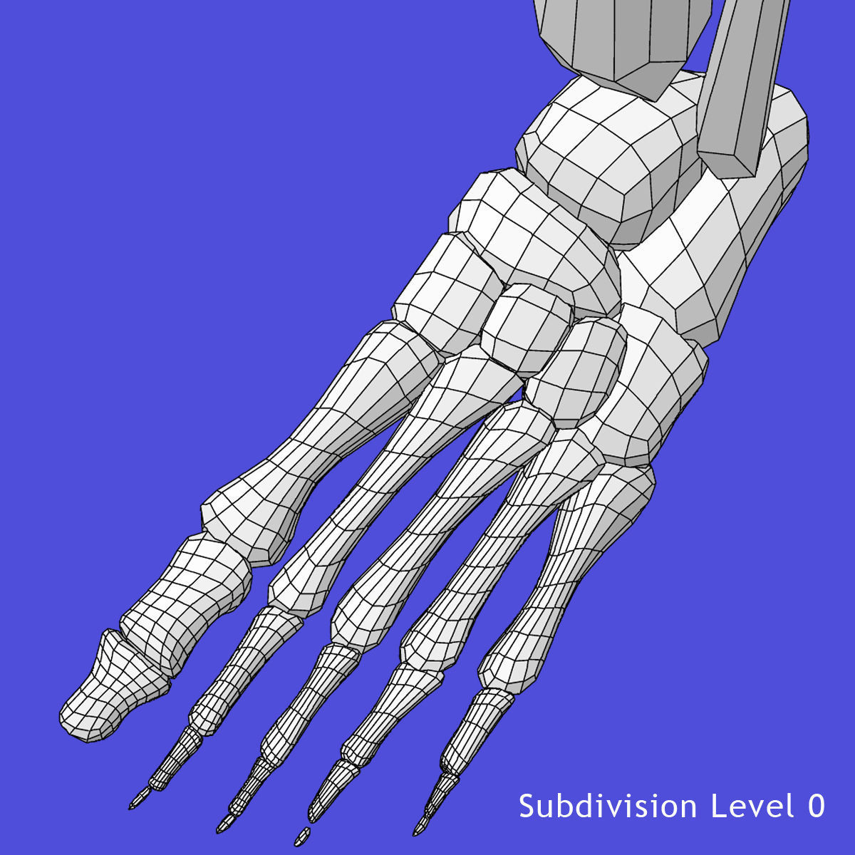 Full Female Body X-Ray With Skeleton 3D model_34