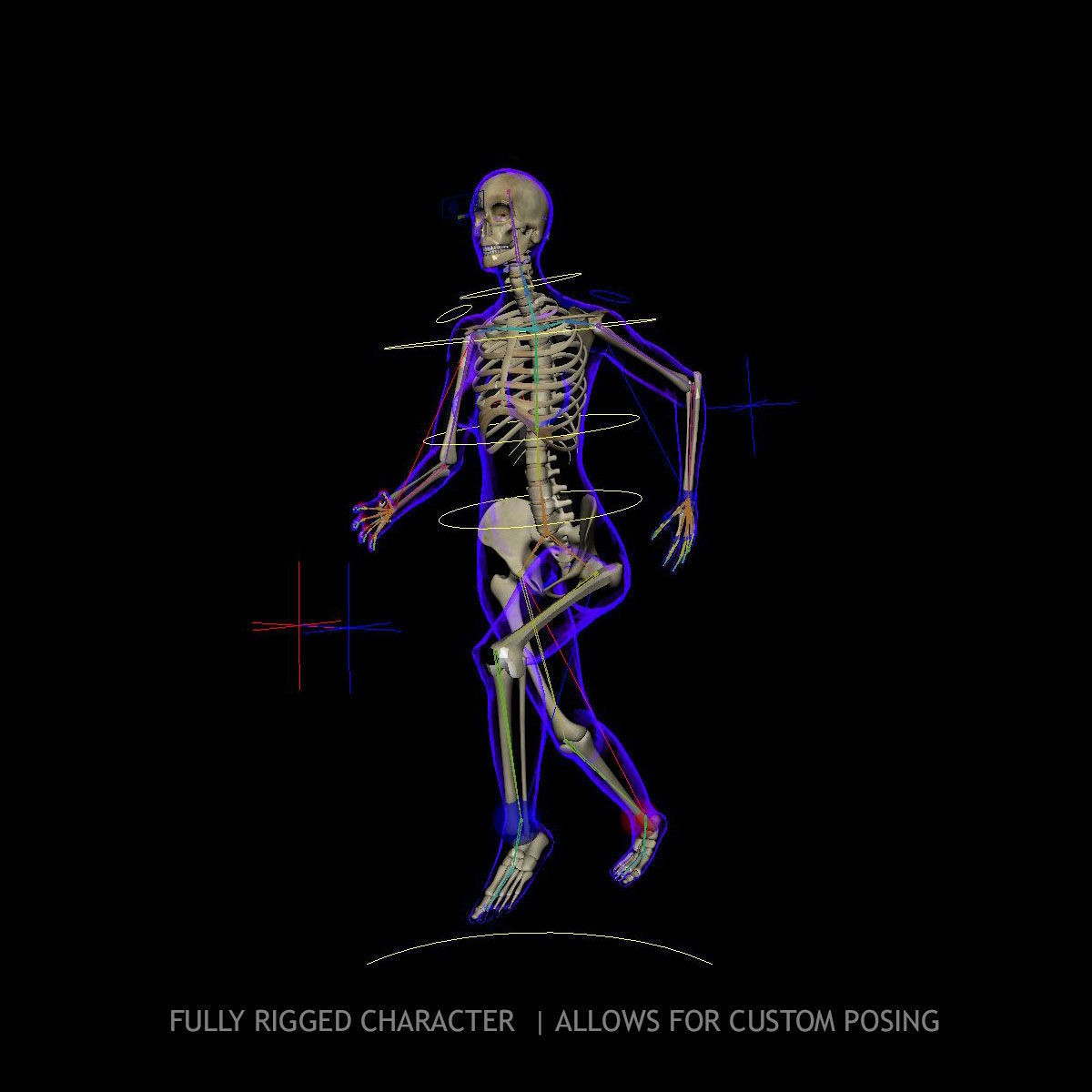 Full Female Body X-Ray With Skeleton 3D model_8